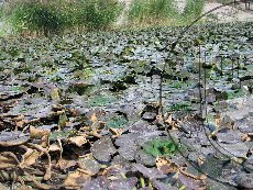 Водяной орех азовский 001